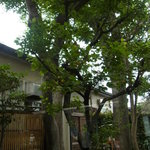 Rans kamakura - 