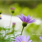 프티 라빵 - 庭に咲いてたお花