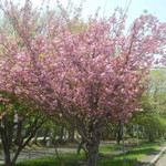 山小屋カリー vege - 