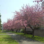 山小屋カリー vege - 