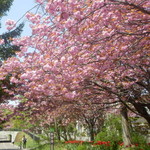 山小屋カリー vege - 