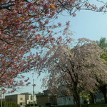 山小屋カリー vege - 