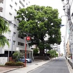 クリマ ディ トスカーナ - 樹齢600年の巨木『文京のオオクス』