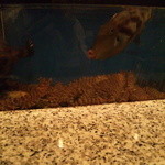 寿司 ジャンボ並木 - カウンター席前のいけす