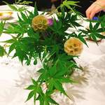 レフェルヴェソンス - 