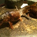 龍吟 - 美しい鮎　アップ　