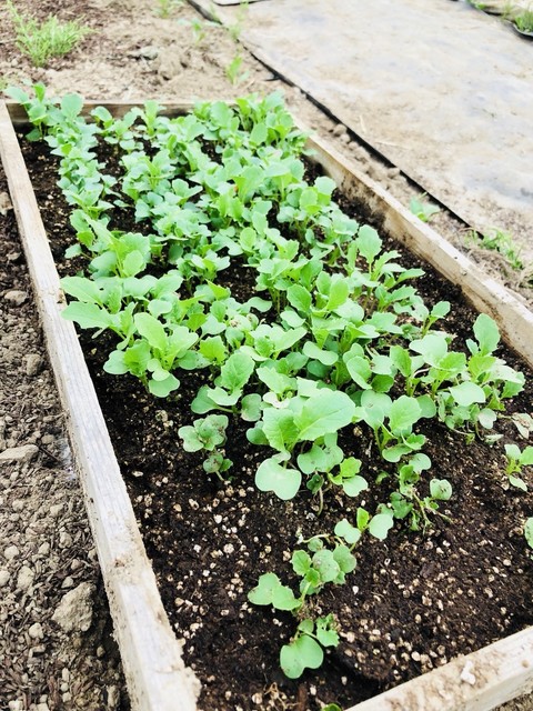 緑のイスキア（Verde ISCHIA【旧店名】穂波街道 緑のイスキア） - 鶴岡（カフェ）の写真