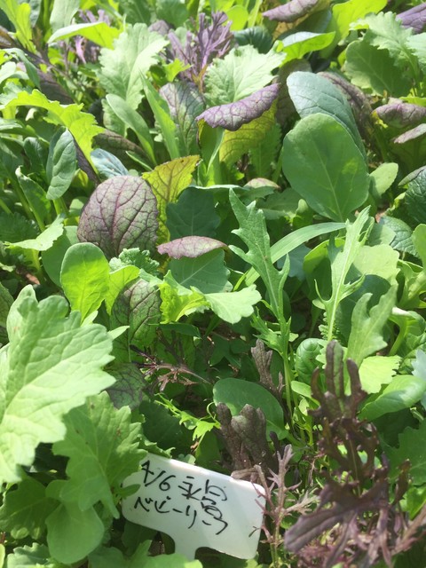 緑のイスキア（Verde ISCHIA【旧店名】穂波街道 緑のイスキア） - 鶴岡（カフェ）の写真