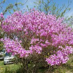 亀甲苑 - のんびりと散歩しているだけでも気持ちの良いところ