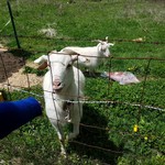 亀甲苑 - ヤギも出迎えてくれました