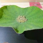 日本料理 みや  - 30年5月　秋田森岳産じゅんさい、子持ち昆布、とんぶり、トマトスープ