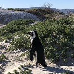 The Best of South Africa - ケープペンギン