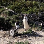 The Best of South Africa - 卵を抱いたケープペンギン