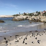 The Best of South Africa - ボルダーズビーチの野生のペンギン達