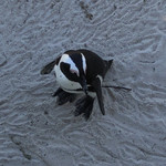 Cafe Penguino - 第一アフリカペンギン発見