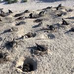 Cafe Penguino - 穴の親ペンギンの下には赤ちゃんが。