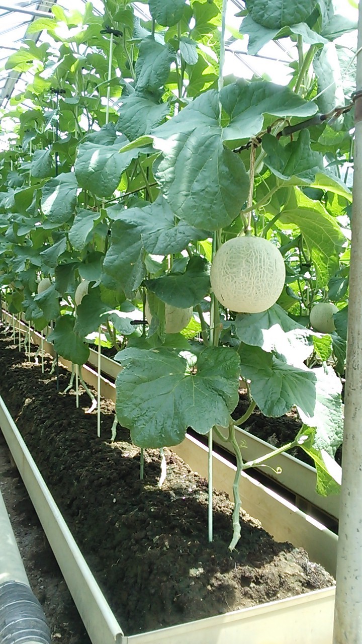 さとう温泉メロン name=