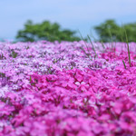 道の駅どんぐりの里いなぶ - 茶臼山高原の芝桜☆