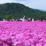 Michino Eki Dongurinosato Inabu - 茶臼山高原の芝桜☆