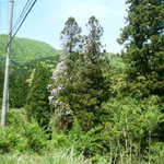 久次郎 - 近隣の野生藤