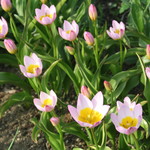 ファームレストラン・ヴィーズ - ガーデン