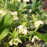 ファームレストラン・ヴィーズ - ガーデン