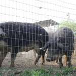 ファームレストラン・ヴィーズ - マンガリッツァ