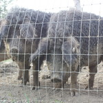 ファームレストラン・ヴィーズ - マンガリッツァ