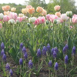 ファームレストラン・ヴィーズ - ガーデン