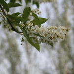 ファームレストラン・ヴィーズ - ガーデン