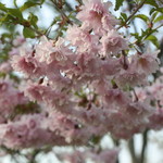 ファームレストラン・ヴィーズ - ガーデンのさくら