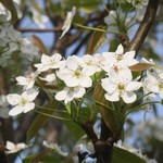 ファームレストラン・ヴィーズ - ガーデンのさくら