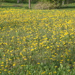 ファームレストラン・ヴィーズ - ガーデン