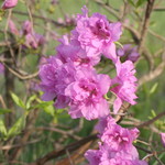 ファームレストラン・ヴィーズ - ガーデン