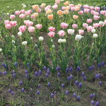 ファームレストラン・ヴィーズ - ガーデン