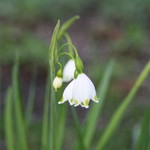 ファームレストラン・ヴィーズ - ガーデンのスノーフレーク