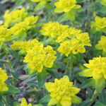 ファームレストラン・ヴィーズ - エウフォルビア