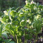 ファームレストラン・ヴィーズ - クリスマスローズ