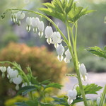 ファームレストラン・ヴィーズ - ディケントラ