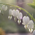 ファームレストラン・ヴィーズ - ディケントラ