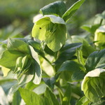 ファームレストラン・ヴィーズ - クリスマスローズ