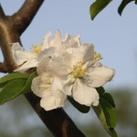 ファームレストラン・ヴィーズ - 桜