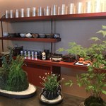 道盅庵 - 苔玉が綺麗