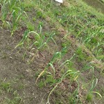 農家民宿 具座 - 