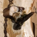 旬美にしかわ - ワタの入ったトリ貝