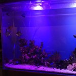 バーハクシ - ニモ入荷待ち？