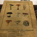 ラチュレ - ふたを開けると