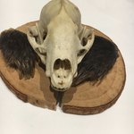 ラチュレ - アナグマ