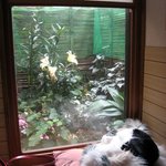 うなぎ しら澤 - 店内から小さな庭を。手前はぬいぐるみです。念のため。