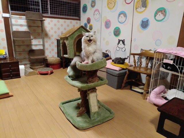 猫カフェなーごなーご 瀬戸口 カフェ 喫茶 その他 食べログ 猫カフェなーごなーご 瀬戸口 カフェ 喫茶 その他 食べログ
